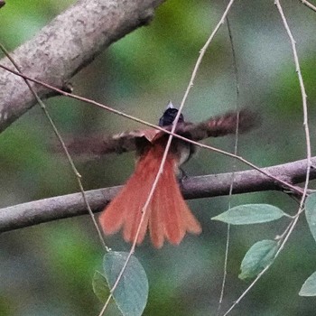 Amur Paradise Flycatcher Khao Mai Keao Reservation Park 2022年11月13日(日)