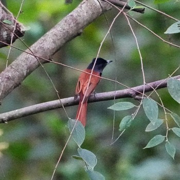 Amur Paradise Flycatcher Khao Mai Keao Reservation Park 2022年11月13日(日)