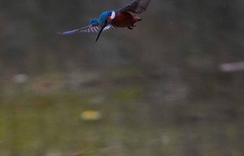 Common Kingfisher 千里南公園 Sun, 11/13/2022