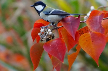 Japanese Tit 千里南公園 Sun, 11/13/2022