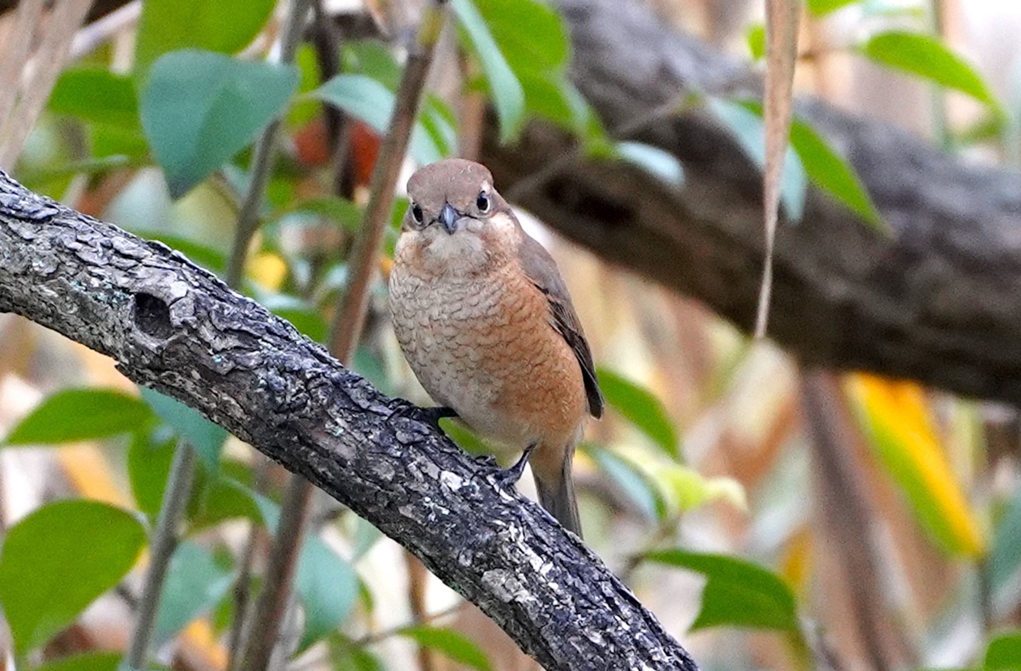 Photo of Bull-headed Shrike at 千里南公園 by アルキュオン