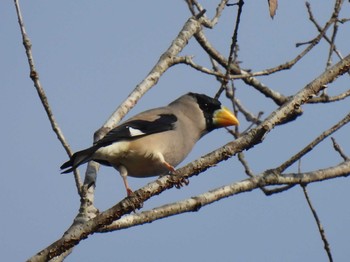 Japanese Grosbeak 昭和の森 Sun, 11/13/2022