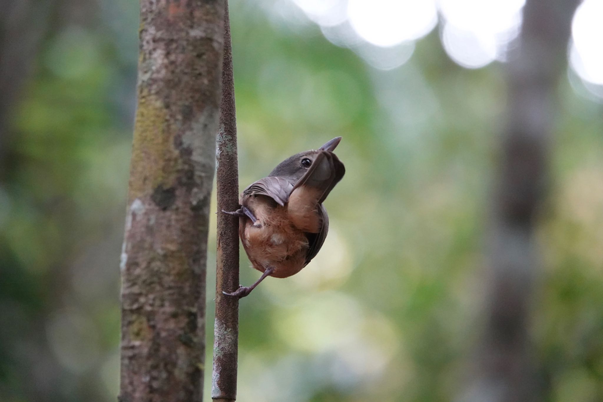 Rufous Shrikethrush