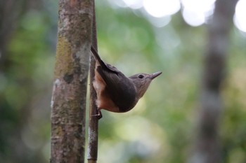 チャイロモズツグミ Chambers Wildlife Rainforest Lodges 周辺 2022年10月5日(水)