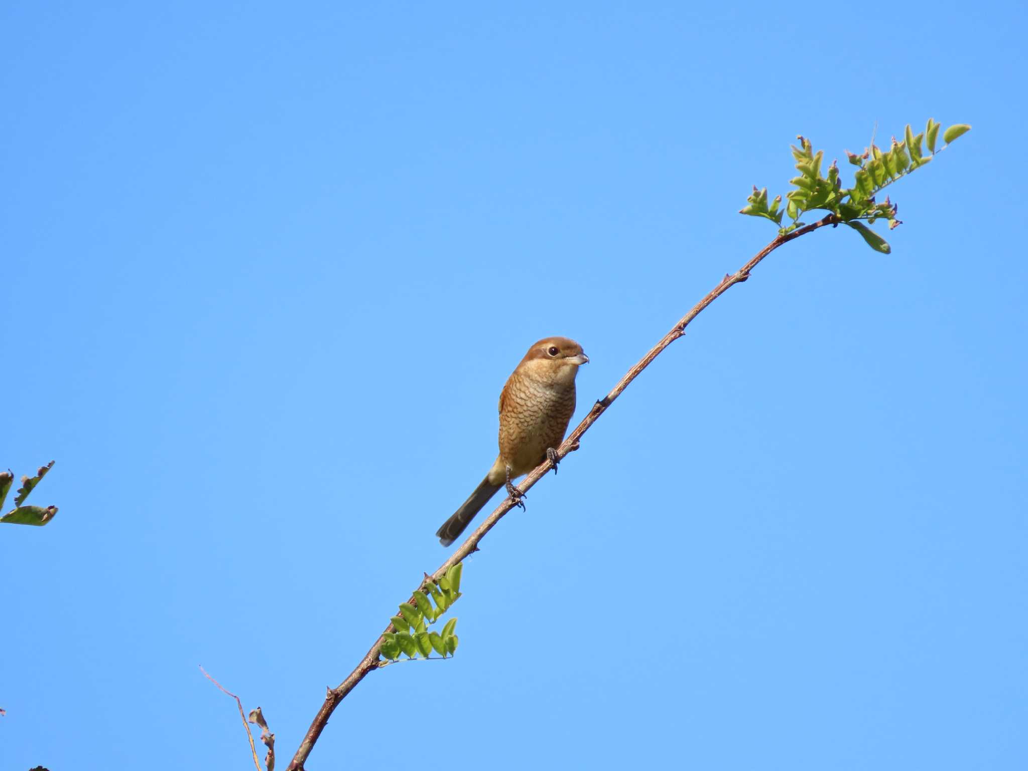 Bull-headed Shrike