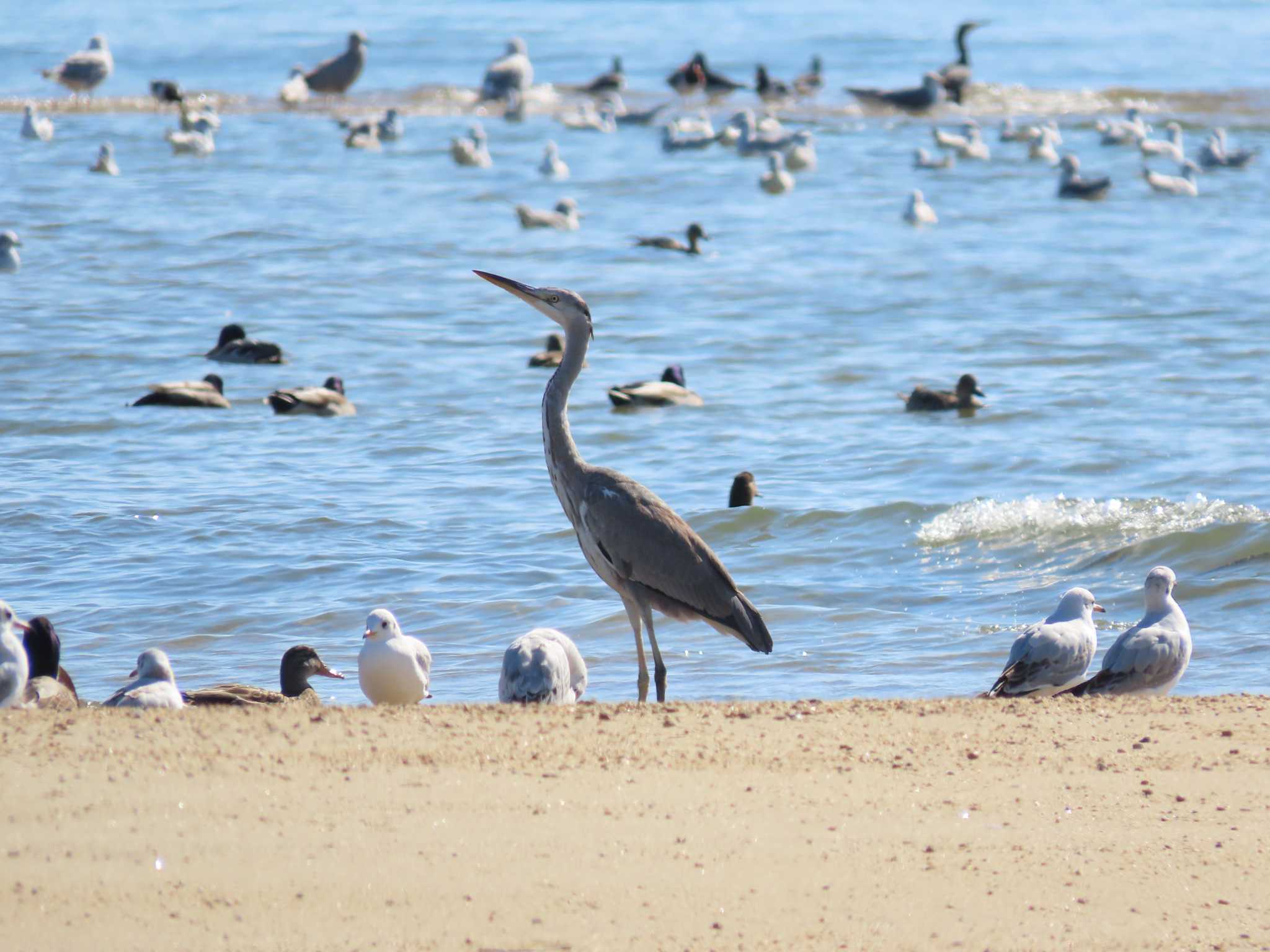 Grey Heron