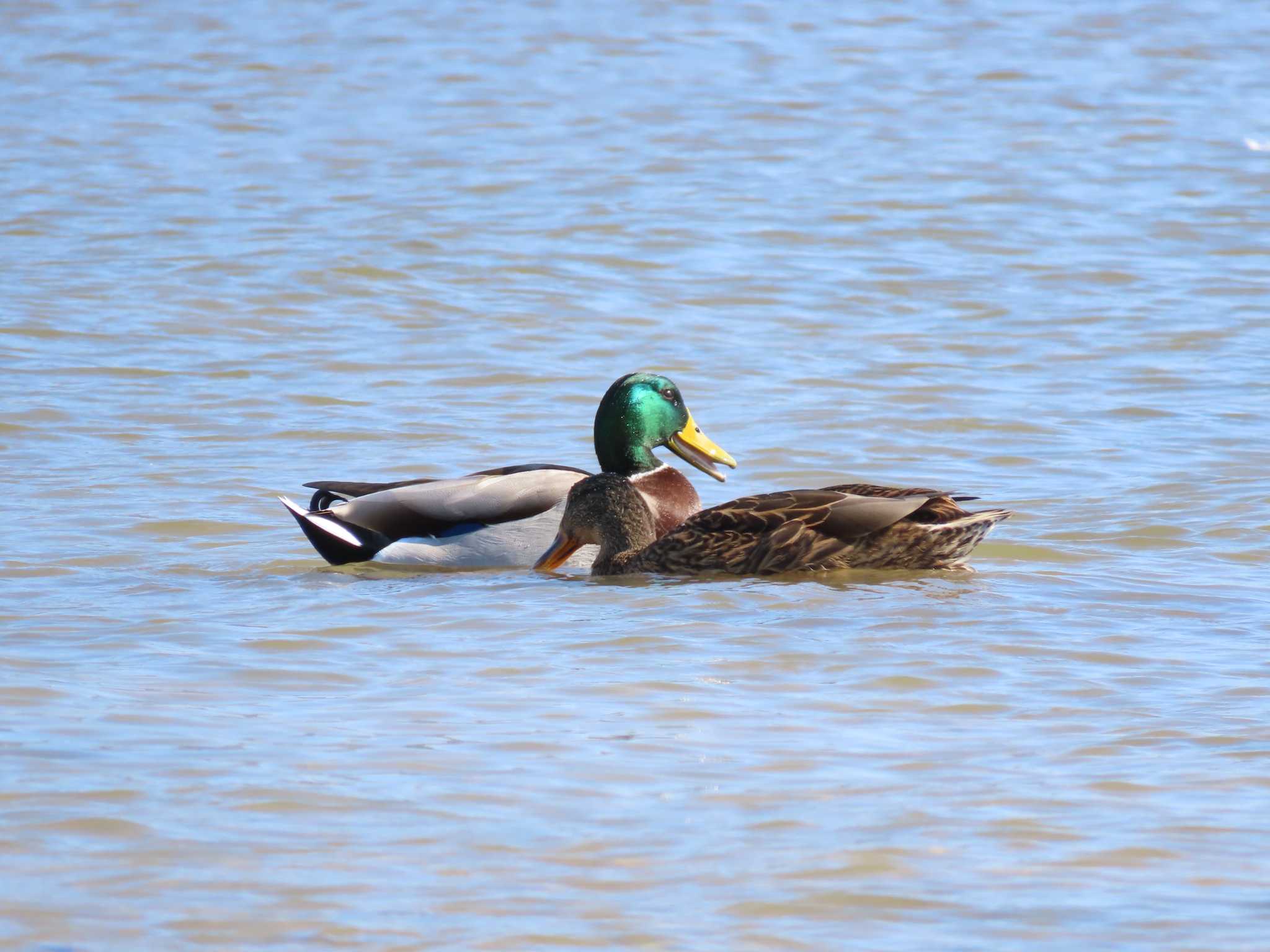 Mallard