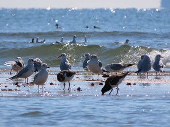 Sat, 11/5/2022 Birding report at 高松干潟(四日市)