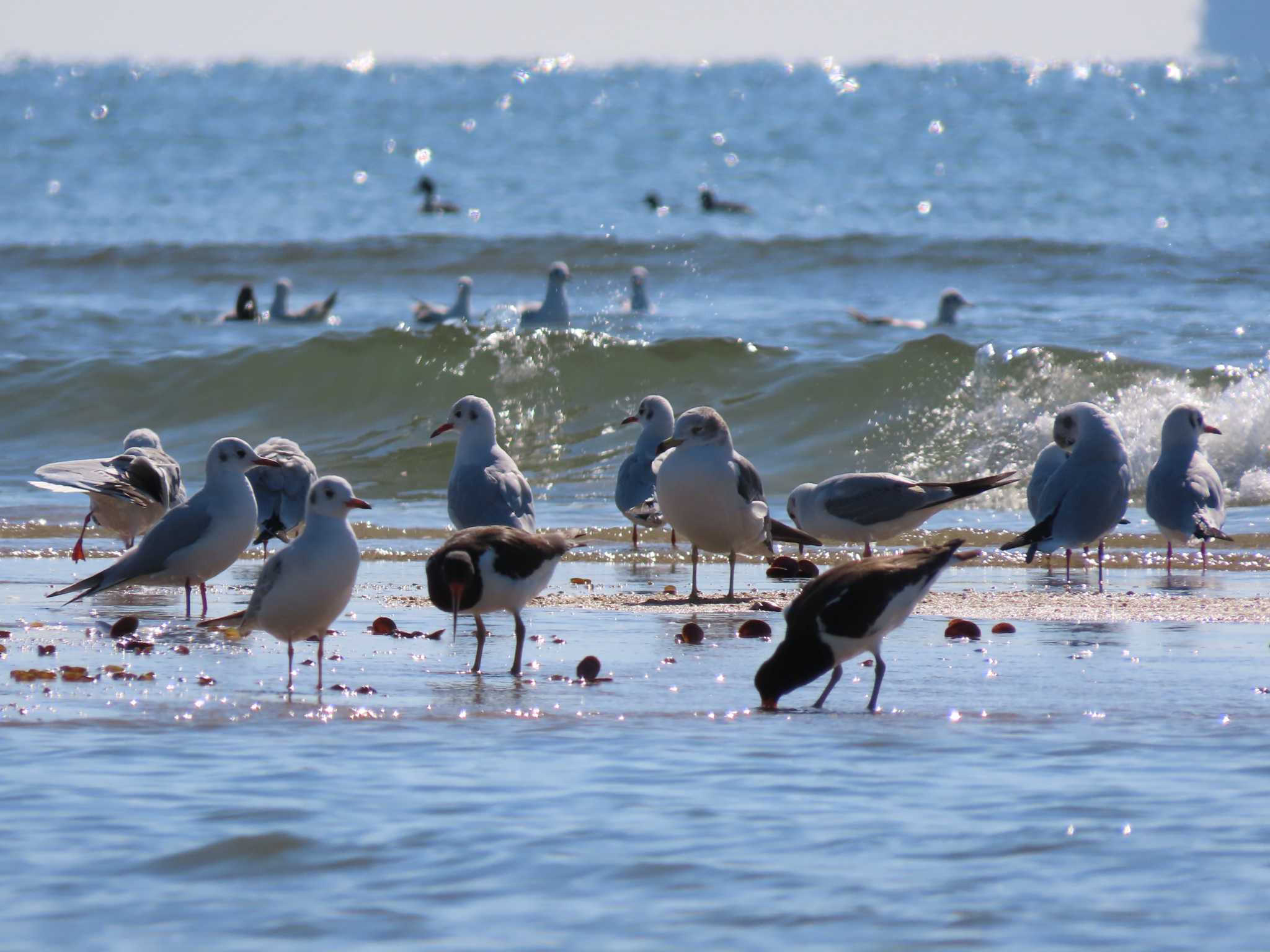 Black-tailed Gull