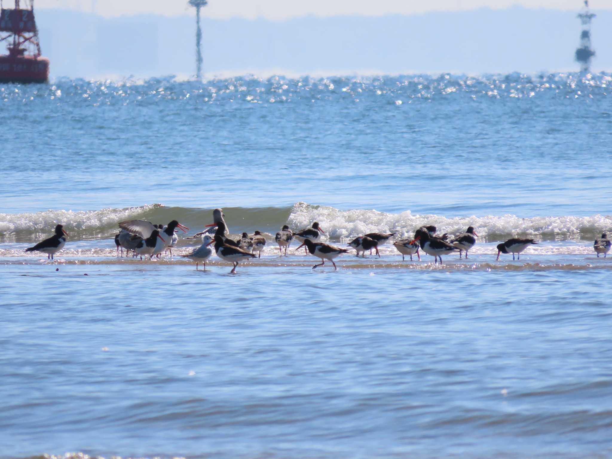 Eurasian Oystercatcher