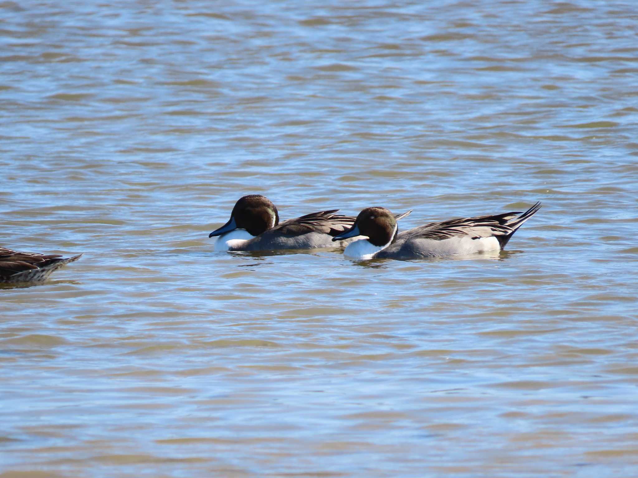 Northern Pintail