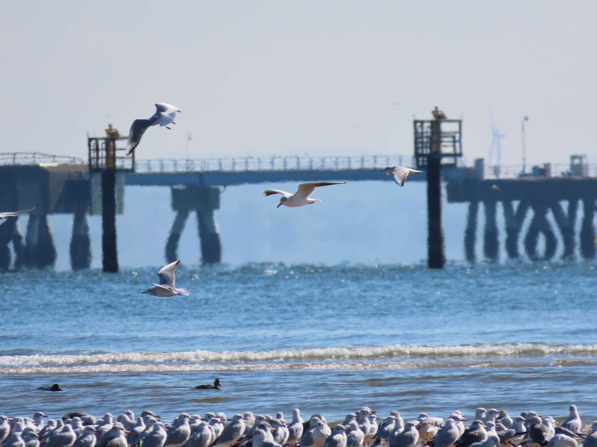 Black-headed Gull