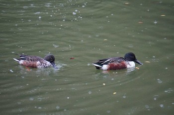 ハシビロガモ 大阪城公園 2022年11月13日(日)