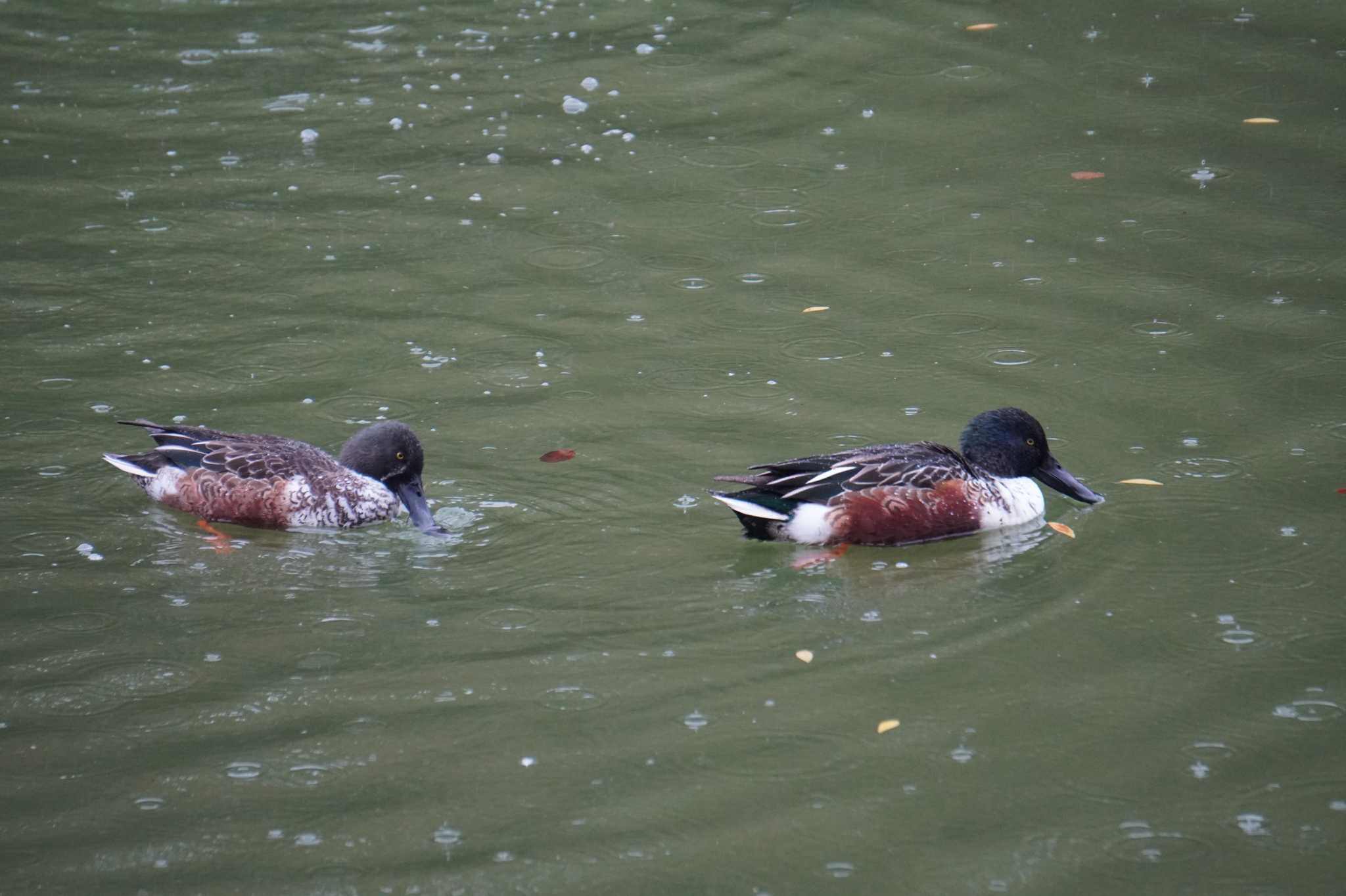 Photo of Northern Shoveler at Osaka castle park by jasmine