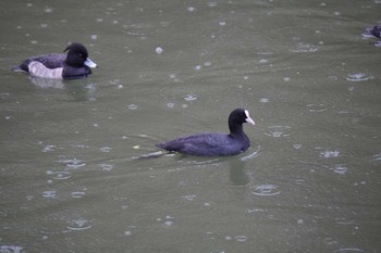 Eurasian Coot Osaka castle park Sun, 11/13/2022