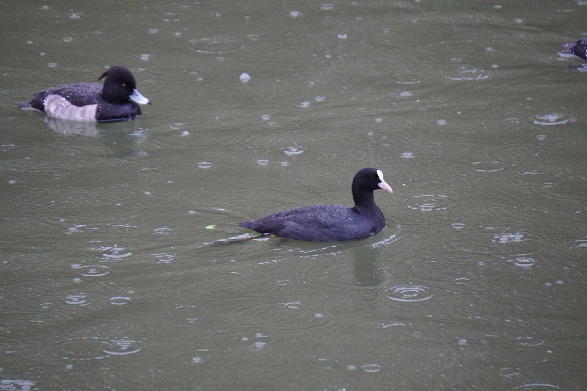 Photo of Eurasian Coot at Osaka castle park by jasmine