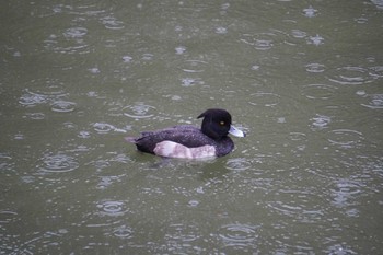 キンクロハジロ 大阪城公園 2022年11月13日(日)