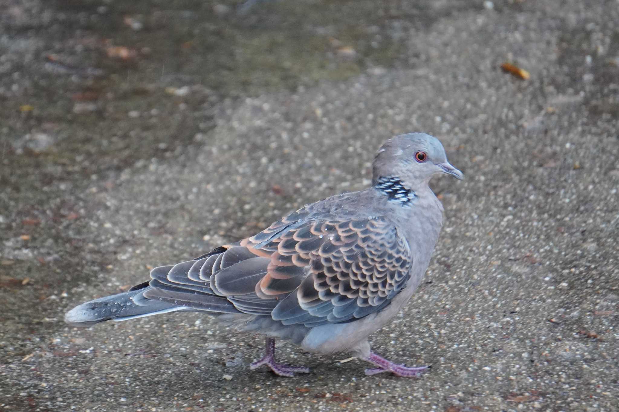 Photo of Oriental Turtle Dove at Osaka castle park by jasmine