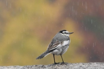 White Wagtail Osaka castle park Sun, 11/13/2022