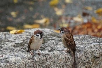 Eurasian Tree Sparrow Osaka castle park Sun, 11/13/2022