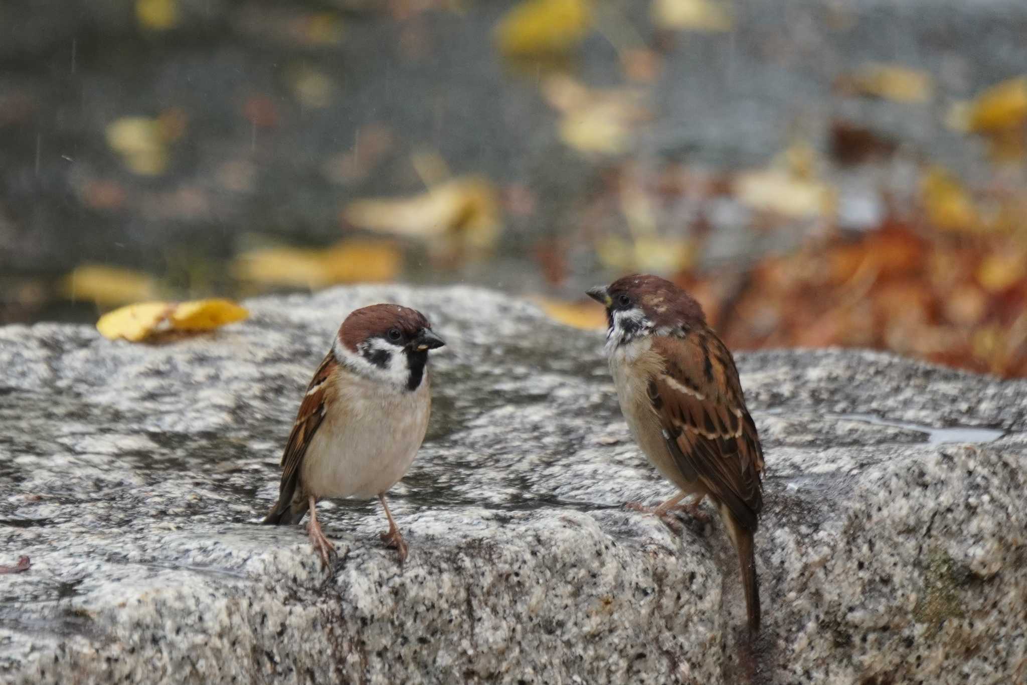 Photo of Eurasian Tree Sparrow at Osaka castle park by jasmine