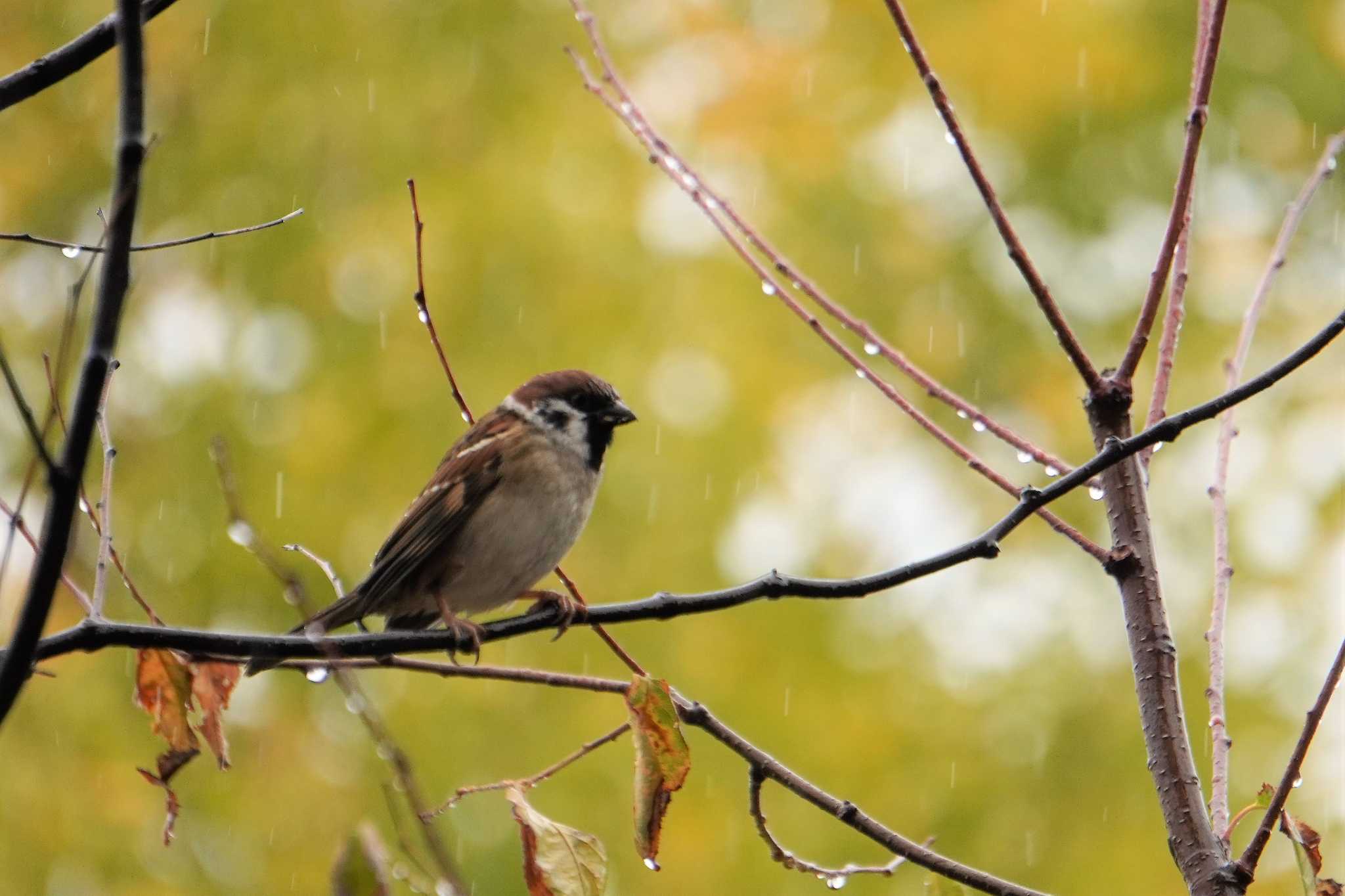 Photo of Eurasian Tree Sparrow at Osaka castle park by jasmine