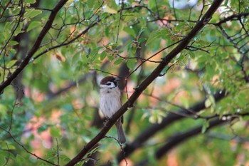 Eurasian Tree Sparrow Osaka castle park Sun, 11/13/2022