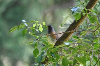 2022年5月4日(水) 新潟県の野鳥観察記録