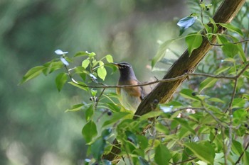 Wed, 5/4/2022 Birding report at 新潟県