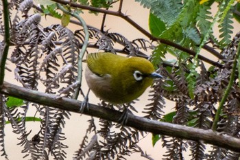 Warbling White-eye 静岡県立森林公園 Sun, 11/13/2022