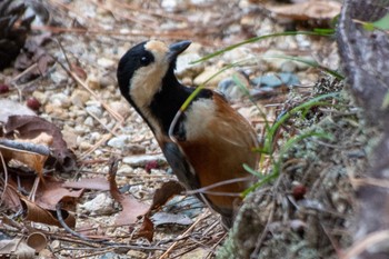 Varied Tit 静岡県立森林公園 Sun, 11/13/2022