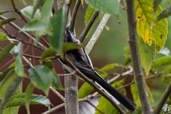 Long-tailed Tit 静岡県立森林公園 Sun, 11/13/2022