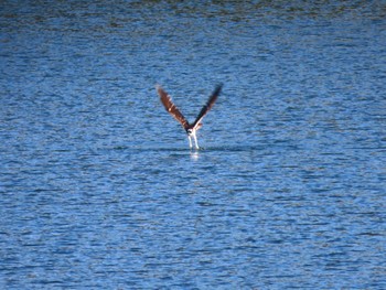 2022年11月5日(土) 山村ダムの野鳥観察記録