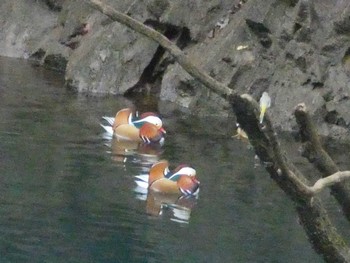 2022年11月13日(日) あいかわ公園の野鳥観察記録