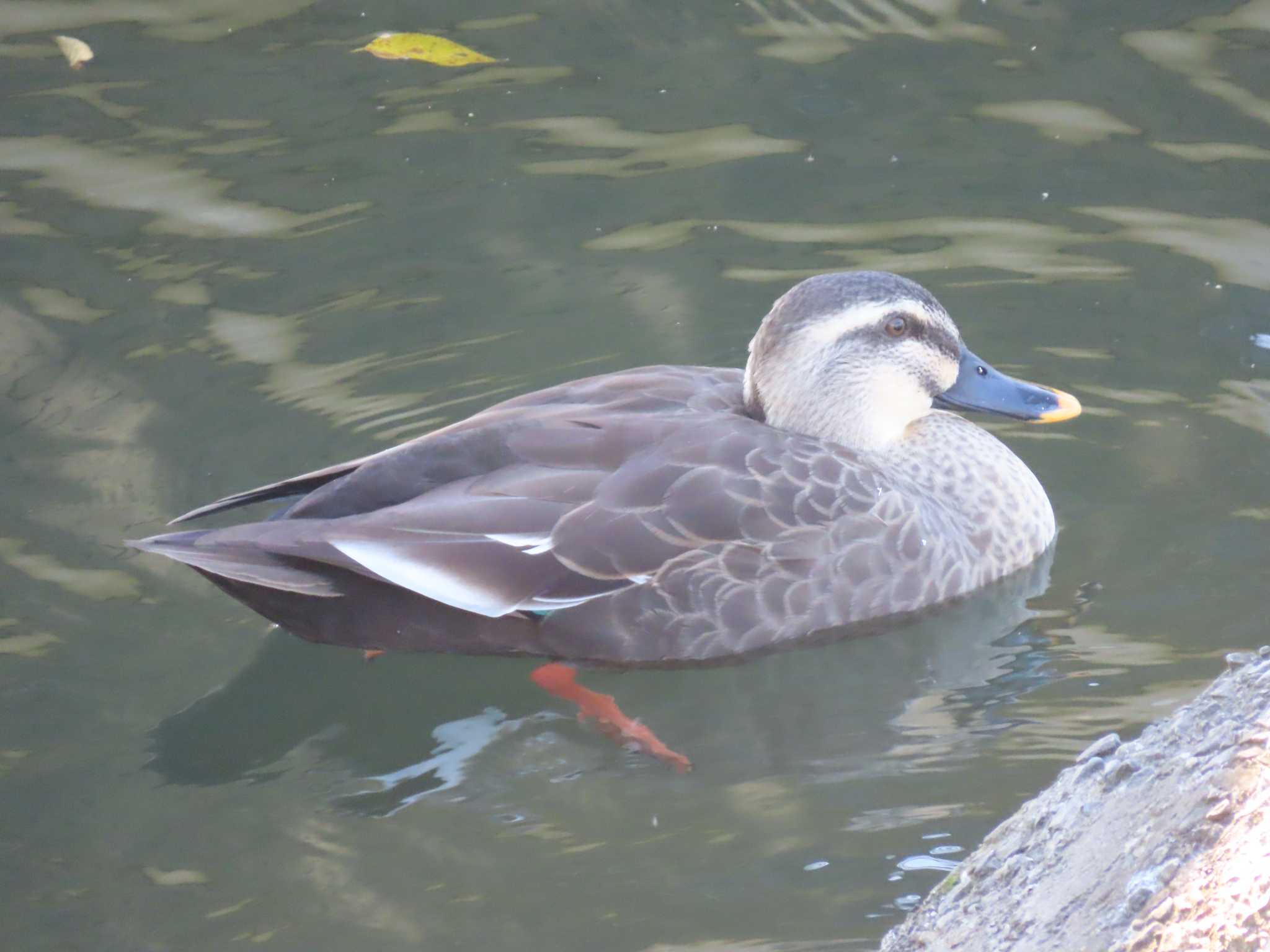 Photo of Eastern Spot-billed Duck at 海蔵川 by sword-fish8240