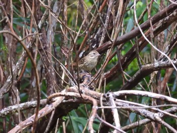 Grey Bunting くろんど池 Sun, 11/13/2022