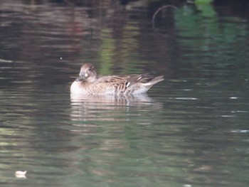 Baikal Teal Chikozan Park Sun, 11/13/2022