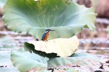 Common Kingfisher 堺市内 Sun, 11/13/2022