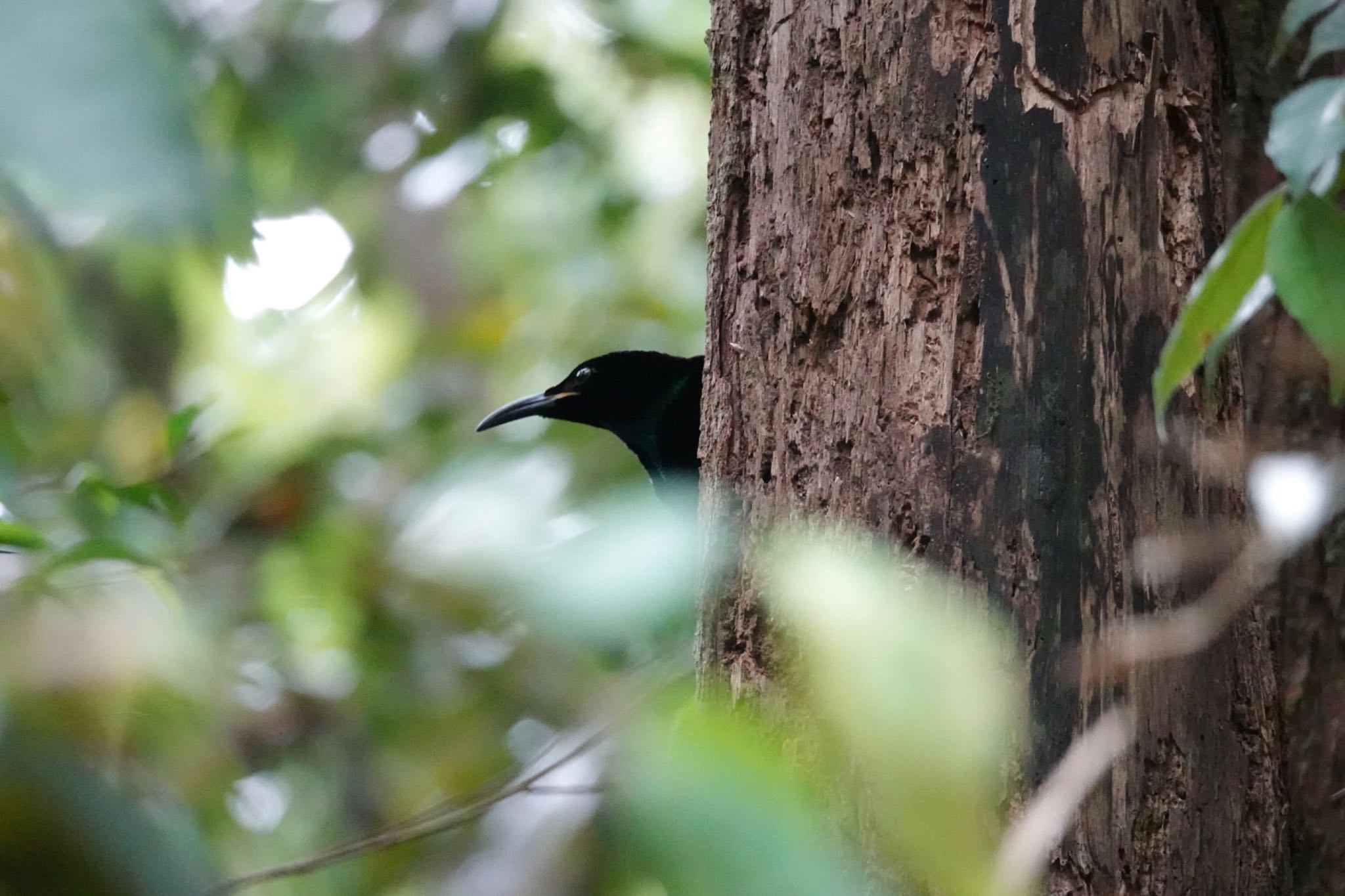 Victoria's Riflebird