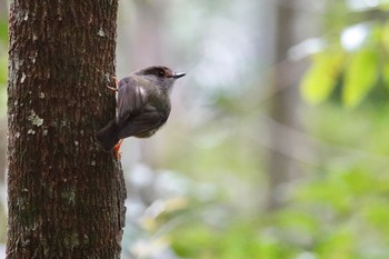 Pale-yellow Robin Chambers Wildlife Rainforest Lodges 周辺 Wed, 10/5/2022