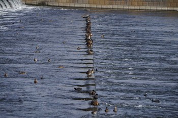 2022年11月13日(日) 多摩川の野鳥観察記録