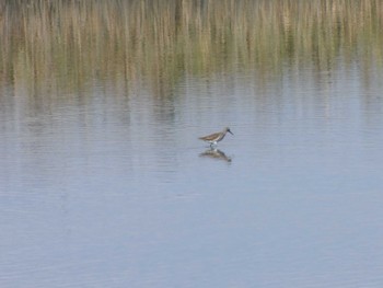 タカブシギ 大阪南港野鳥園 2022年10月16日(日)