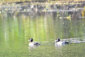 Tufted Duck 目細溜池(三重県桑名市) Sat, 10/29/2022