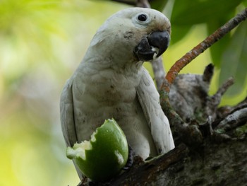 Tanimbar Corella Jurong Lake Gardens Sun, 11/13/2022