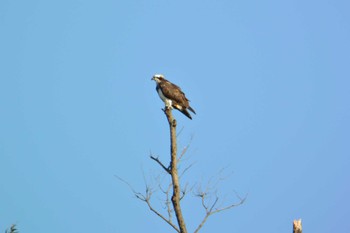 Osprey 三重県四日市市 Sat, 10/29/2022