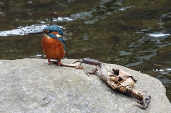 Common Kingfisher 横浜市 Sun, 11/13/2022