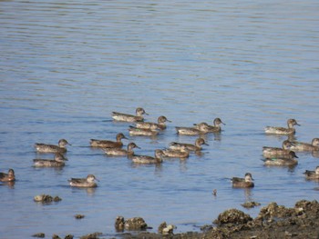 コガモ 大阪南港野鳥園 2022年10月16日(日)