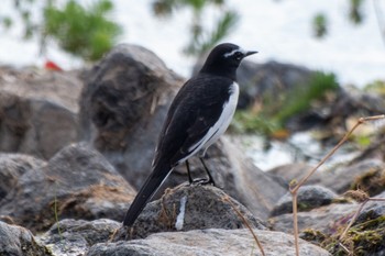 Japanese Wagtail 静岡県 Sat, 11/12/2022