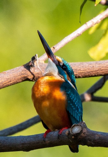 Common Kingfisher 静岡県 Sat, 11/12/2022