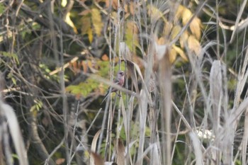 2022年11月13日(日) 石神井公園の野鳥観察記録